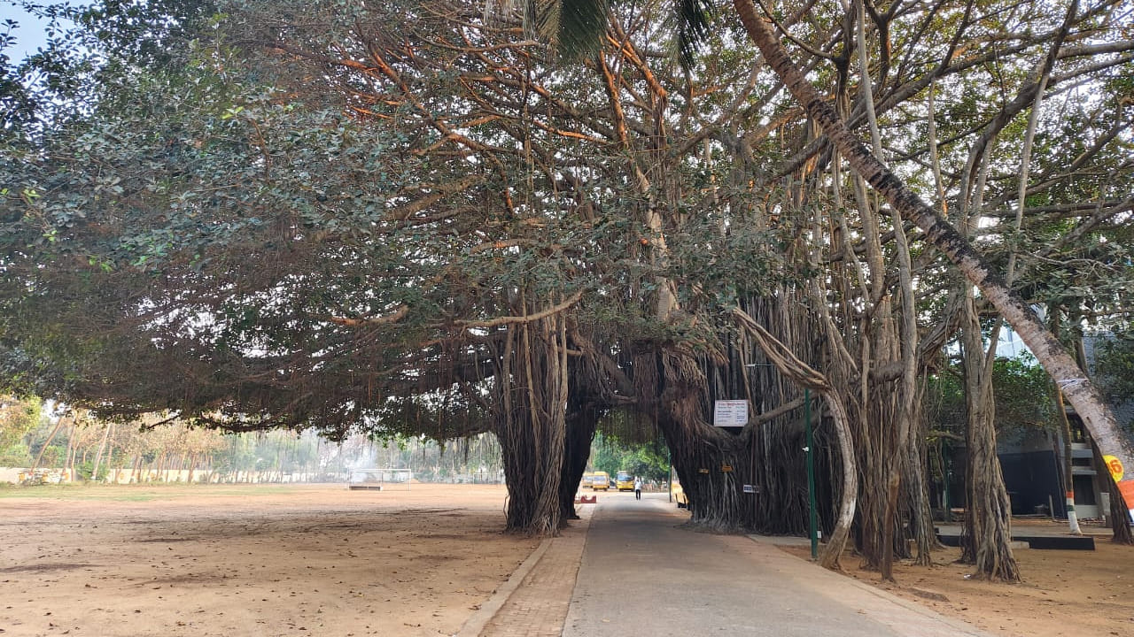 మర్రి చెట్టు మొదలు.. ఊడల మధ్యలోనే పెద్ద రోడ్డునే నిర్మించారు. చెట్టు క్రింద నుంచి ఊడల మధ్యలో రోడ్డుపై నడుచుకుని వెళుతుంటే ఆ అనుభూతే వేరు. పెద్ద మర్రిచెట్టు, పెద్ద పెద్ద ఊడలు, మద్యలో రోడ్డుతో ఆ ప్రాంతమంతా ఆకర్షనీయంగా మారిపోయింది. అంతేకాదు హిందువులు మర్రి చెట్టుపై త్రిమూర్తులు అయిన బ్రహ్మ, విష్ణు, మహేశ్వరులు కొలువై ఉంటారని నమ్ముతారు. 
