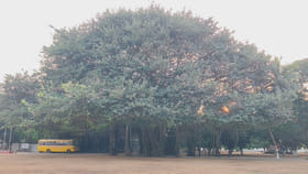 మర్రిచెట్టు పట్ట ప్రేమ.. ఎన్నో ఏళ్లుగా స్కూల్‌లోనే..