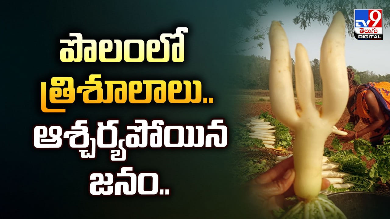 వానరాలకు ‘త్రిశూలం’ టాటూ.. అసలు కారణం ఇదే