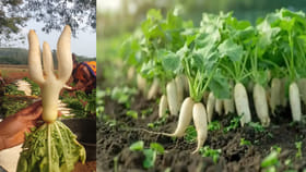 ప్రకృతి వింత.. ఈ ముల్లంగి ఆకారం చూస్తే వావ్ అనాల్సిందే..!