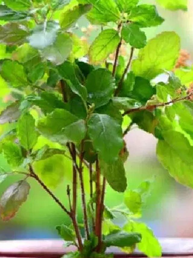 ఇంట్లో తులసి మొక్క ఎండిపోతే.. శుభకార్యాలు ఆగిపోతాయా?