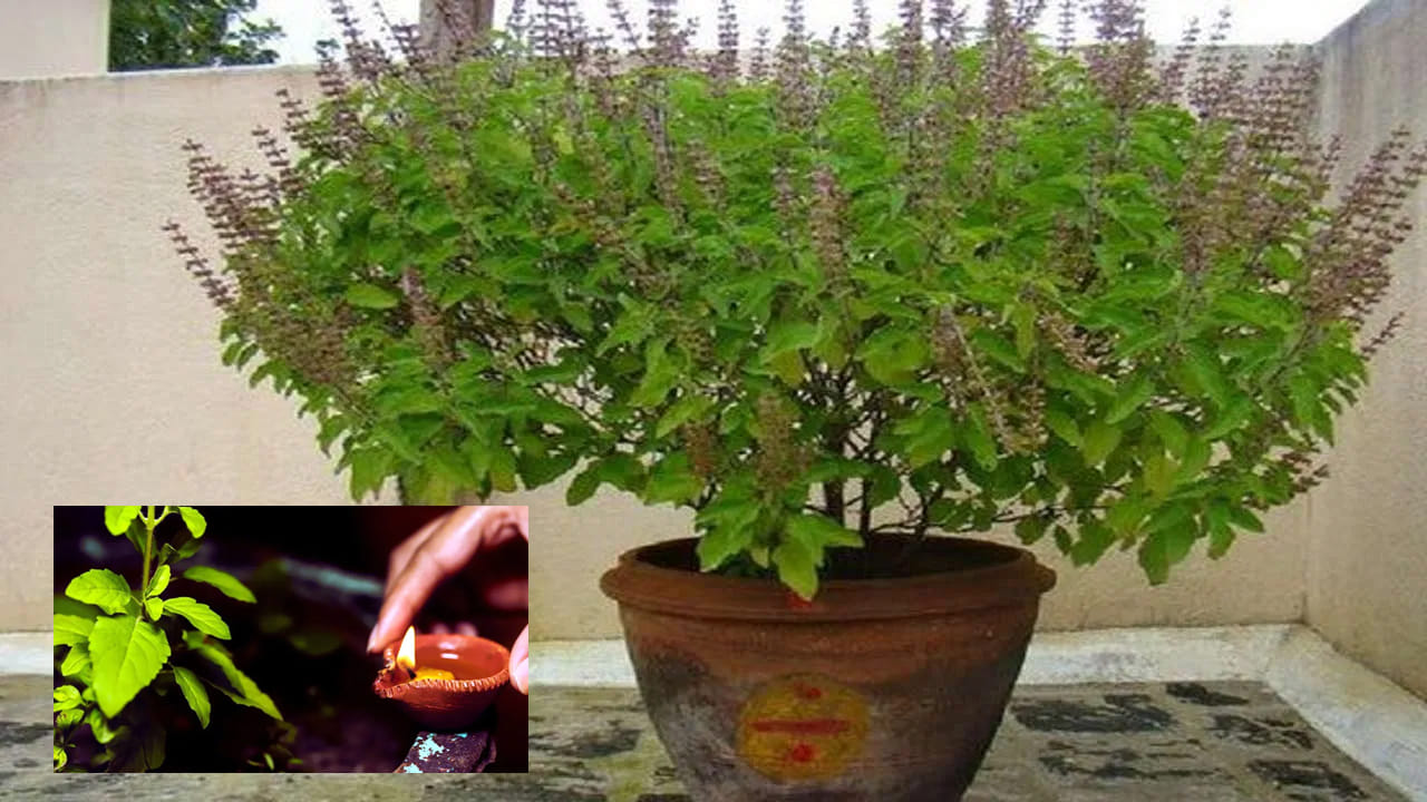 ఈ తప్పులు చేయొద్దు.. 

సాయంత్రం తులసి ఆకులు కోయవద్దు, తులసి ఉన్న ప్రదేశాన్ని ఎప్పుడూ శుభ్రంగా ఉంచాలి, తులసి దగ్గర చెప్పులు, బూట్లు ఉంచకూడదు, ఆదివారం, ఏకాదశి రోజుల్లో తులసికి నీళ్లు పోయకూడదు ఈ విధంగా తులసి పూజను నియమితంగా చేస్తే, ఇంట్లో సానుకూల శక్తి పెరిగి, శాంతి, సంపదలు వృద్ధి చెందుతాయని విశ్వసిస్తారు.

(Disclaimer: ఈ వార్తలోని సమాచారం మత విశ్వాసాలపై ఆధారపడి ఉంది. పాఠకుల ఆసక్తి మేరకు అందించడం జరిగింది. దీనిని టీవీ9 తెలుగు ధృవీకరించదు.) 