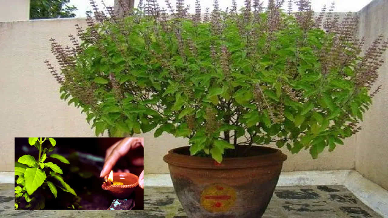తులసి మొక్క: తులసి మొక్క గురించి ప్రత్యేకంగా చెప్పాల్సిన అవసరం లేదు. అయితే, ఇది పూజలకే కాకుండా అనారోగ్య సమస్యలకు చెక్ పెట్టగలదు. ఇంకా ఈ మొక్కను ఇంట్లో పెంచితే పెళ్లి బాజాలు మోగుతాయని వాస్తు నిపుణులు చెబుతున్నారు. అలాగే,  మీ వైవాహిక జీవితంలో ఉన్న సమస్యలు కూడా తొలగిపోతాయి. 