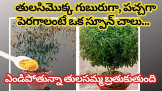 Gas stove: గ్యాస్ స్టవ్ మంట తక్కువగా వస్తుందా?.. ఇలా చేస్తే వెంటనే ప్రాబ్లమ్ సాల్వ్!