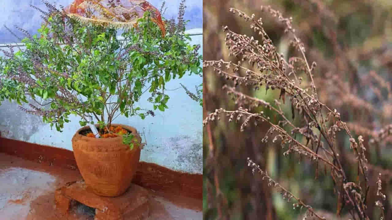Tulsi: ఇంట్లో ఎండిన తులసి మొక్క ఉంటే ఏమవుతుంది? వాస్తు ప్రకారం నిజం తెలుసుకోండి
