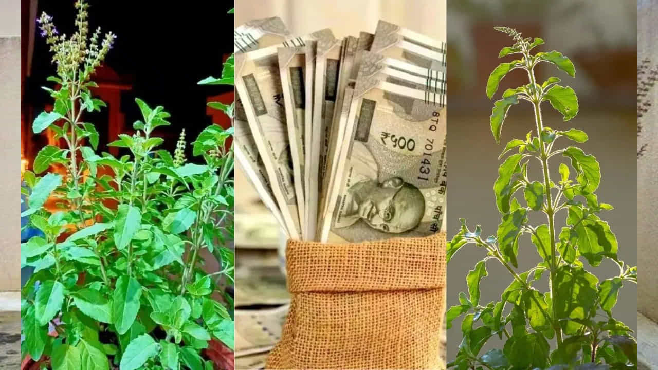 తులసి దగ్గర దీపం వెలిగించడం..
సాయంత్రం సూర్యాస్తమయం తర్వాత ముందుగా అగరబత్తి వెలిగించి, తర్వాత తులసి దగ్గర నూనె దీపం వెలిగించడం శుభప్రదంగా భావిస్తారు. దీపం తులసి వైపు ఉండాలి, కానీ దక్షిణ దిశ వైపు ఉండకూడదు. దీపం వెలిగించిన తర్వాత పువ్వులు సమర్పించవచ్చు.