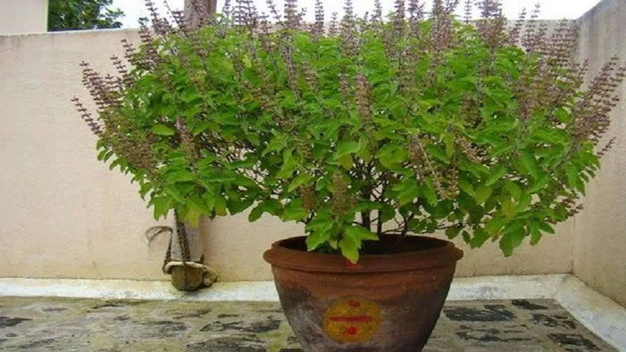 తులసి మొక్క గురించి ప్రత్యేకించి చెప్పాల్సిన అవసరం లేదు. ఎందుకంటే, ఇది సాధారణమైన మొక్క కాదు, లక్ష్మీదేవిగా చెబుతారు. 
విష్ణుమూర్తి కూడా ఈ మొక్కను చాలా ఇష్ట పడతారు. ఇది వారికి అత్యంత ప్రీతిపాత్రమైనది. అయితే, వాస్తు శాస్త్రం ప్రకారం తులసి చెట్టు పక్కన ఇవి ఉంచకూడదని చెబుతున్నారు. 
