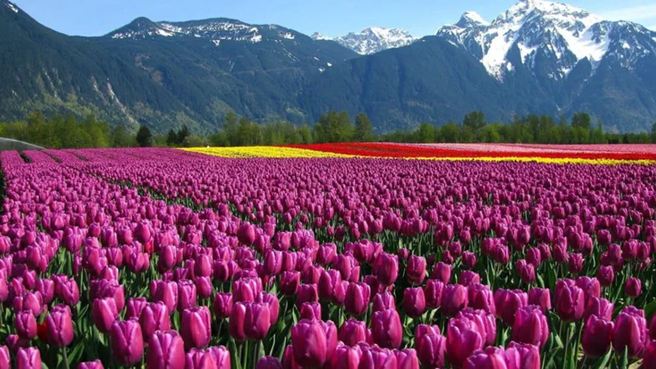 హిమాలయ రాష్ట్రం జమ్మూకాశ్మీర్‌లో ఈసారి ముందుగానే  వసంతం అందాన్ని ప్రదర్శిస్తోంది. ఆసియాలోనే అతిపెద్ద తులిప్ ఫెస్టివల్ కోసం సందర్శకులను స్వాగతించడానికి సిద్ధమవుతోంది. 
ఈ ప్రతిష్టాత్మక ఉత్సవం కాశ్మీర్ లోయను ప్రకృతి, సంస్కృతి, పండుగలతో నిండిన వేడుకగా మార్చుతుంది. తులిప్ గార్డెన్ మార్చి 16, 2026న సందర్శకుల కోసం ప్రారంభమవుతోంది.    ఫ్లోరికల్చర్ శాఖ ప్రకటనల ప్రకారం, వసంతం సాధారణం కంటే ముందుగానే మొదలైపోవడం, ముందే పూలు పూయడం ఈ సీజన్‌ను ప్రత్యేకంగా మారుస్తోంది. దీంతో దేశవ్యాప్తంగా కుటుంబాలు, ఫోటోగ్రాఫర్లు, ప్రయాణికులు ఈ అవకాశాన్ని ఉపయోగించుకునేందుకు సిద్ధమవుతున్నారు. దాల్ సరస్సు వైపున ఉన్న తోట ఏడు టెర్రస్‌లు పూల రంగులతో ఆకర్షణీయంగా మారాయి. స్థానిక సంప్రదాయాలతో మేళవించిన ఈ ఉత్సవాలు పర్యాటకులకు కొత్త అనుభూతిని ఇస్తాయి.