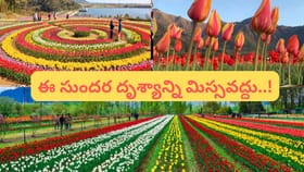 శ్రీనగర్‌లో ముందే వసంతం.. ఆసియాలోనే అతిపెద్ద తులిప్ ఫెస్టివల్..