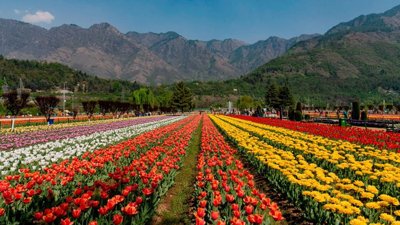 
ఈ సంవత్సరంలో ఉత్సవానికి ప్రత్యేక ఆకర్షణగా 70-75 రకాల 1.8 మిలియన్ మొక్కలు నాటారు. ఫ్లోరికల్చర్ శాఖ డైరెక్టర్ మాథురా మసూమ్ తెలిపినట్లుగా.. దాదాపు 10 లక్షల తులిప్ పువ్వులు రంగుల మాయంగా మార్చాయి. ముఖ్యమంత్రి ఒమర్ అబ్దుల్లా ఈ కార్యక్రమాన్ని ప్రారంభించనున్నారు. ఆ తర్వాత కొత్త ఆన్‌లైన్ టికెటింగ్ ద్వారా ప్రవేశాలను నిర్వహిస్తారు. శ్రీనగర్‌లోని చెల్మ్స్‌ఫోర్డ్ ప్రాంతంలోని జబర్వాన్ శ్రేణి దిగువన ఉన్న ఇందిరా గాంధీ మెమోరియల్ తులిప్ గార్డెన్ 30 హెక్టార్ల విస్తీర్ణంలో, ఆసియాలోనే అతిపెద్ద తులిప్ గార్డెన్‌గా ప్రసిద్ధి చెందింది. 