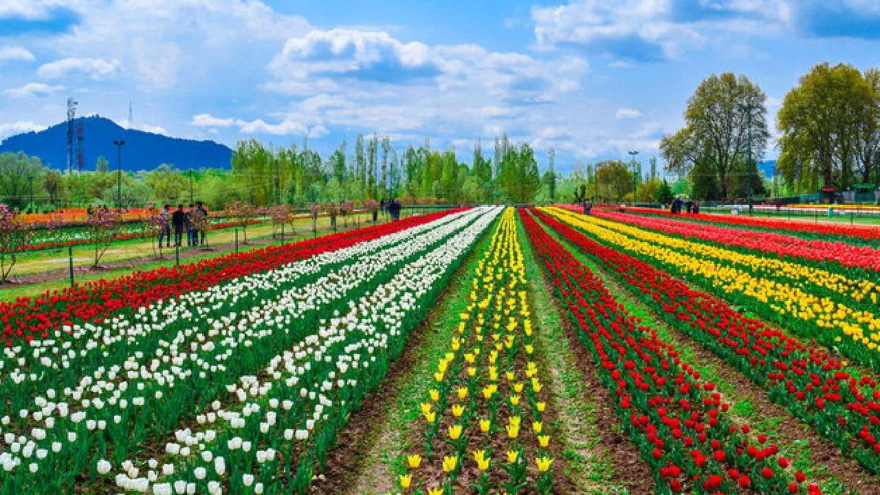 పర్యటన వివరాలు.. 

తేదీలు: మార్చి 16 – ఏప్రిల్ మధ్య (వాతావరణం అనుకూలంగా ఉంటే)
సమయాలు: ఉదయం 9:00 – సాయంత్రం 7:00
టికెట్లు: పెద్దవారు ₹75, పిల్లలు ₹30, విదేశీయులు ₹200; ఆన్‌లైన్ లేదా గేట్ వద్ద; ఎందుకు వెళ్లాలి: ప్రపంచ స్థాయి పూల ప్రదర్శన, సంప్రదాయ కళలు, ఫోటోగ్రఫీ, కుటుంబ అనుభవం, స్థానిక వంటకాలు.. ఇవన్నీ గొప్ప అనుభూతిని ఇస్తాయి. 