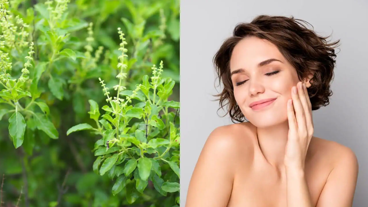 యవ్వనంగా కనిపించడానికి (Anti-Aging): తులసిలో ఉండే యాంటీ ఆక్సిడెంట్స్ చర్మంపై ముడతలు రాకుండా అడ్డుకుంటాయి. తులసి పేస్ట్‌ను పెరుగుతో కలిపి ప్యాక్‌లా వేసుకోవడం వల్ల చర్మం బిగుతుగా మారి, వృద్ధాప్య ఛాయలు తగ్గుతాయి.