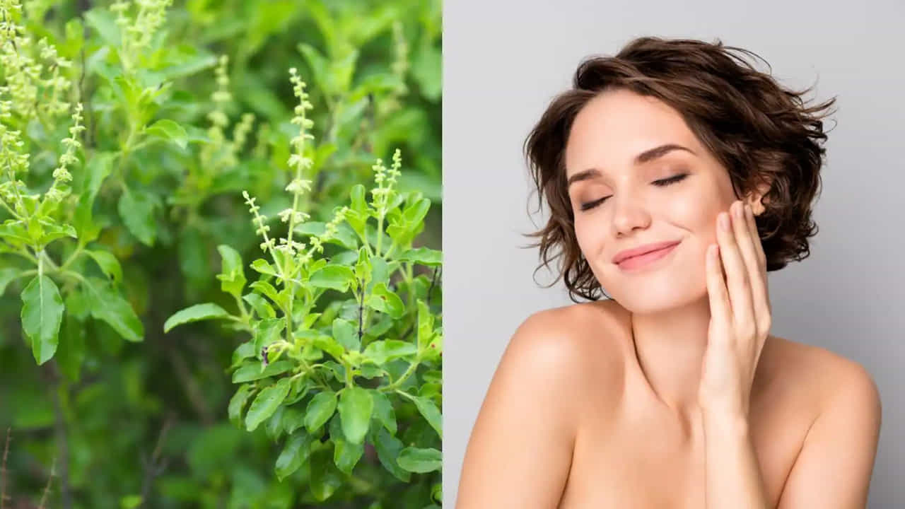 యవ్వనంగా కనిపించడానికి (Anti-Aging): తులసిలో ఉండే యాంటీ ఆక్సిడెంట్స్ చర్మంపై ముడతలు రాకుండా అడ్డుకుంటాయి. తులసి పేస్ట్ను పెరుగుతో కలిపి ప్యాక్లా వేసుకోవడం వల్ల చర్మం బిగుతుగా మారి, వృద్ధాప్య ఛాయలు తగ్గుతాయి.