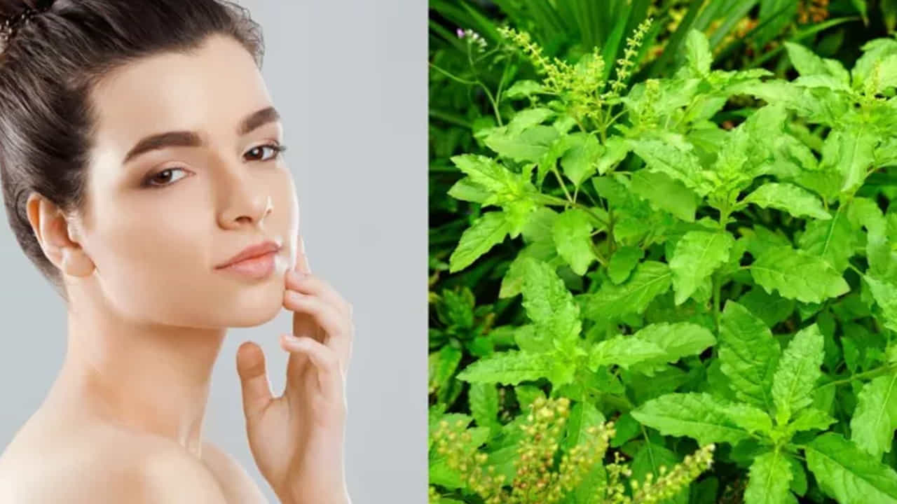 ట్యాన్ తొలగించడానికి (Tan Removal): ఎండలో తిరగడం వల్ల చర్మం నల్లగా మారితే, తులసి ఆకుల రసంలో ఒక టీస్పూన్ నిమ్మరసం కలిపి ముఖానికి రాసుకోండి. ఇది సహజ సిద్ధమైన బ్లీచింగ్ ఏజెంట్లా పనిచేసి చర్మాన్ని ప్రకాశవంతంగా చేస్తుంది.