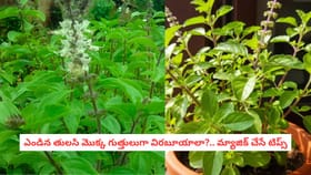 ఎండిన తులసి మొక్క గుత్తులుగా విరబూయాలా?.. మ్యాజిక్ చేసే టిప్స్