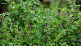 మీ ఇంట్లోని తులసి మొక్క ఎండిపోతోందా? ఈ చిన్న ఉప్పు చిట్కాతో మళ్లీ