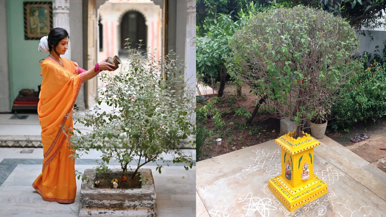 Plant Care Tips: ఈ 5 తప్పులు చేశారంటే చాలు తులసి మొక్క ఎండిపోతుంది.. మళ్ళీ పచ్చగా మారాలంటే ఇలా చేయండి!