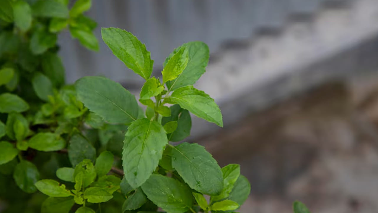 తులసి (Tulsi): తులసి మొక్క ప్రతి ఇంట్లో సులభంగా లభిస్తుంది. కానీ దాని ప్రయోజనాలు నిజంగా అద్భుతమైనవి. దాదాపు ప్రతి భారతీయ ఇంట్లో ఉండే తులసి మొక్క గాలిని శుద్ధి చేయడంలో మేటి. ఇది గాలిలోని ఓజోన్ స్థాయిని పెంచి, చుట్టుపక్కల వాతావరణాన్ని తాజాగా ఉంచుతుంది. దాని సువాసన మనసును ప్రశాంతపరిచి, ఇంట్లో ప్రశాంతమైన వాతావరణాన్ని సృష్టిస్తుంది.
