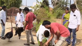 ప్రేమంటే ఇదేరా..? టర్కీ కోడి చనిపోతే.. తల్లడిల్లిన మరో కోడి..