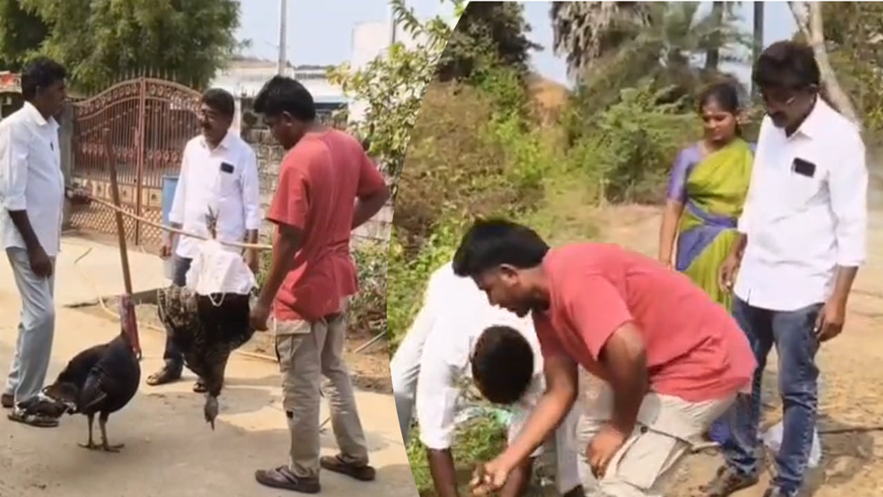 ప్రేమంటే ఇదేరా..? చనిపోయిన కోడి కోసం తల్లడిల్లిన మరో కోడి.. వీడియో చూస్తే కన్నీళ్లు ఆగవు