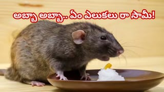 కేవలం రూ.10 తో ఇంట్లోనే బొద్దింకలను ఇలా తరిమేయండి.. ఒక్కదెబ్బతో మళ్లీ మీ ఇంటివైపు రావు..