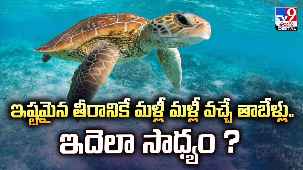 ఇష్టమైన తీరానికే మళ్లీ మళ్లీ వచ్చే తాబేళ్లు.. ఇదెలా సాధ్యం ?