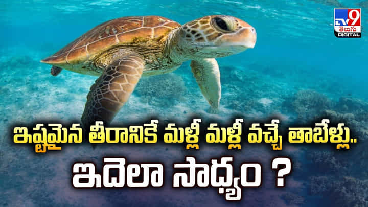 ఇష్టమైన తీరానికే మళ్లీ మళ్లీ వచ్చే తాబేళ్లు.. ఇదెలా సాధ్యం ? ఇష్టమైన తీరానికే మళ్లీ మళ్లీ వచ్చే తాబేళ్లు.. ఇదెలా సాధ్యం ?