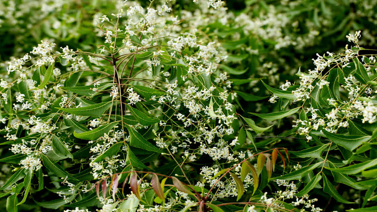 ఉగాది పచ్చడి ఆస్వాదించిన తరువాత పంచాగ శ్రవణము, మిత్ర దర్శనము, గోపూజ, ఏరువాక అనబడే ఆచారాలు జరుపుతారు. మనిషి జీవితంలో భావోద్వేగం చాలా కీలకమైనది. సంతోషంగా ఉండే సమయంలో ముఖంలో కనిపించే సంతోషం, విషాదంలో కన్నీరు, కోపం- ఆవేశం ఇలా ప్రతి ఒక్కటి వ్యక్తిగత జీవితాలను ప్రభావితం చేస్తుంటాయి. అయితే జీవితం అంటే సుఖ దుఃఖాలు మాత్రమే కాదు, కష్ట నష్టాలు కూడా ఉంటాయి. వాటిని ఎదుర్కోవడం, జీవితాన్ని సమన్వయం చేసుకుంటూ పోతేనే విజయం లభిస్తుంది.