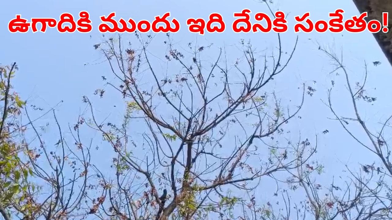 ఎక్కడ చూసిన ఎండిన ఆకులే.. ఇంతకు వేప చెట్లకు ఏం జరుగుతుంది.. ఇది దానికి సంకేతమేనా?
