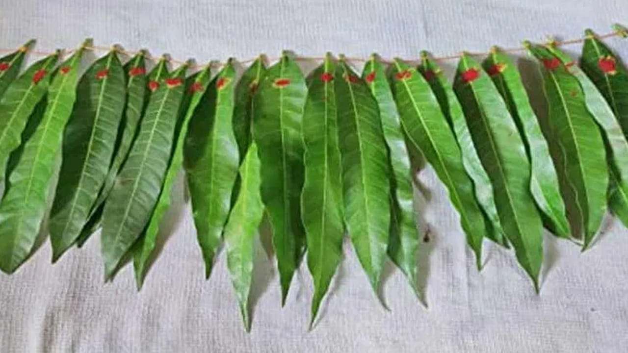 అయితే ఇలా మామిడి ఆకు తోరణాలు అనేవి శుభప్రదంగా భావిస్తారు. అందుకే  ఉగాది పండుగ రోజున, ఇంటిలో సానుకూలతన పెంపొందించడానికి మామిడి ఆకు తోరణాలు కడుతారు. అంతేకాకుండా ఇవి ఆక్సిజన్‌ను ఉత్పత్తి చేస్తాయి. ఇంటికి శుభాన్నిస్తాయి. ఇవన్నీ కూడా ఇంటిలో సానుకూలత, ఆనందం, శ్రేయస్సు తీసుకొస్తాయని, ఇంటికి ఈ మామిడి ఆకు తోరణాలు కడతారంట.