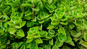 ఇవేవో పిచ్చి ఆకులు అనుకునేరు.. పవర్‌ఫుల్ దివ్యౌషధం..