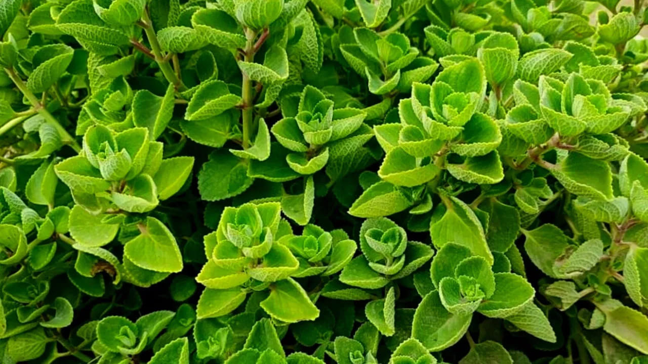 మినీ సంజీవని.. అలా బురదలో పడేసినా మొలకెత్తుతది.. లెక్కలేనన్ని బెనిఫిట్స్..