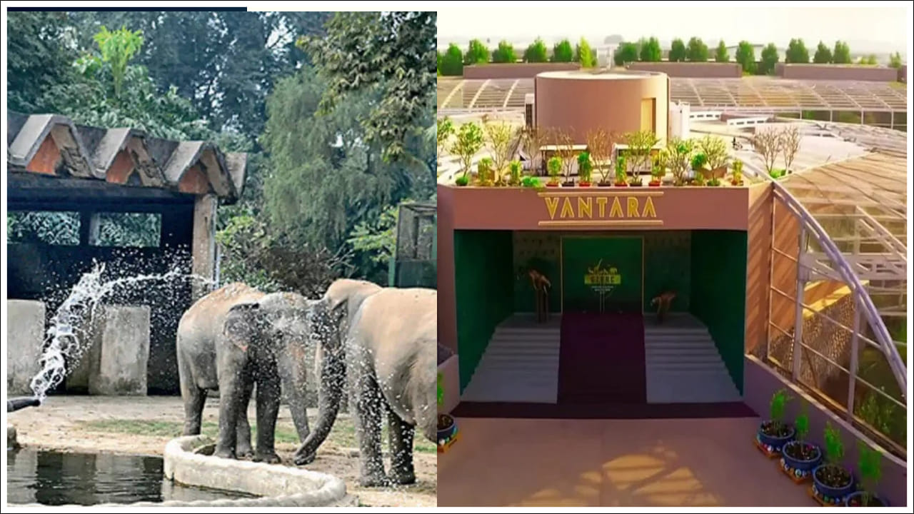 Vantara Foundation Day: వంతారా ఫౌండేషన్కు ఏడాది పూర్తి.. జంతువుల కోసం ప్రతి రోజు 1,56,000 కిలోల నాణ్యమైన ఆహారం