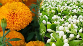 బంతి నుంచి మల్లెపూల వరకు.. ఇంటికి అదృష్టం తీసుకొచ్చే మొక్కలు ఇవే