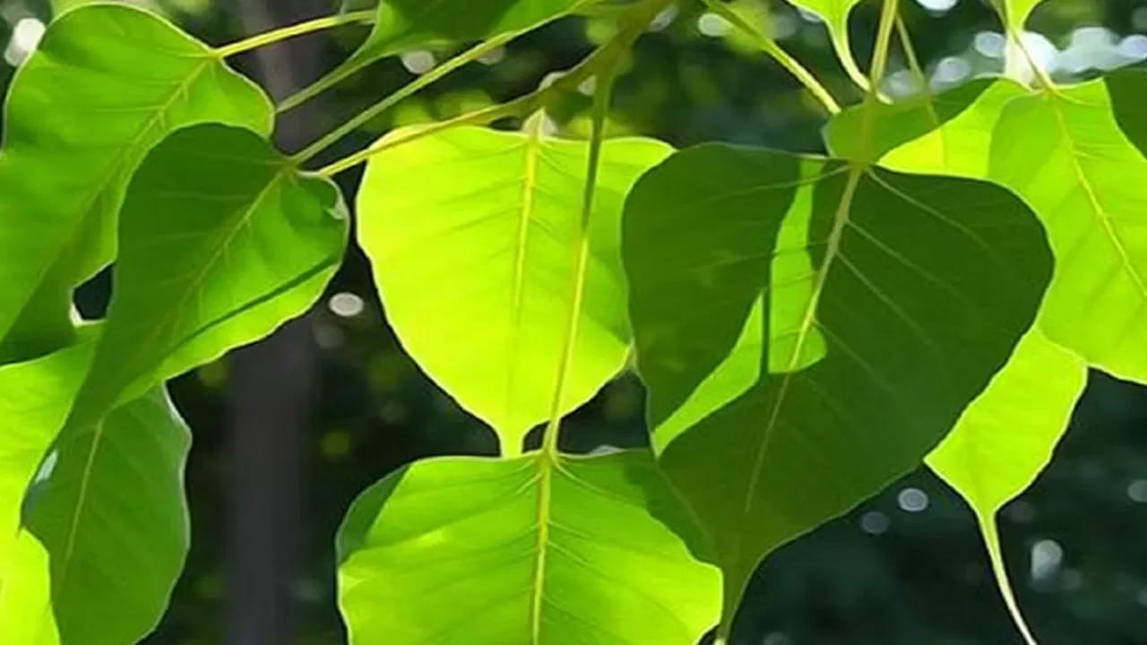 రావి చెట్టు : వాస్తు శాస్త్రం ప్రకారం ఇంటిలో రావి చెట్టు ఉండటం అస్సలే మంచిదికాదంట. దీని వలన అనేక దోషాలు కలుగుతాయని చెబుతున్నారు నిపుణులు. ఇది ఆర్థిక , అనారోగ్య సమస్యలకు కారణం అవుతుందంట. అందుకే ఇంటిలో రావి చెట్టు ఉండటం అశుభ కరం, ఇది ఉండకుండా చూసుకోవాలంట.