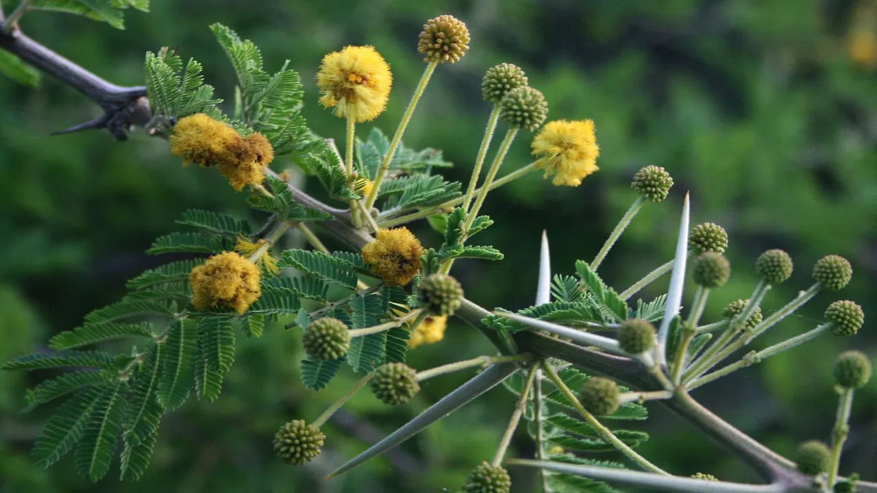 తుమ్మ చెట్టు :  ఎవరి ఇంటి ముందు లేదా ఇంటిలోనైతే తుమ్మ చెట్టు ఉంటుందో వారి ఇంటిలో నిరంతరం గొడవలు జరుగుతాయంట. అంతే కాకుండా, అనవసర వాదనలు, ఆర్థిక ఇబ్బందులు, కుటుంబ సభ్యులు ఒకరికి ఒకరికి పడకపోవడం వంటి ఇబ్బందులు తలెత్తే ఛాన్స్ ఉన్నదంట.