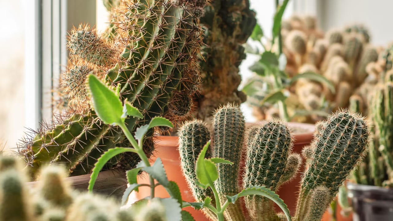 కాక్టస్ లేదా ముళ్ల మొక్కలు : కాక్టస్ లేదా ముళ్ల మొక్క ఇవి ఇంటిలో ఉండటం అశుభకరం. ఈ మొక్కలు ఇంటిలో ఉంటే, ఇవి కుటుంబ సభ్యులలో టెన్షన్, ఒత్తిడి వంటి సమస్యలను  తీసుకొస్తాయి. అలాగే, జీవితంలో అడ్డంకులను తీసుకొని రావడం, ఆర్థిక నష్టాలకు కారణం అవుతాయంట.