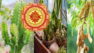 Tulip Garden: శ్రీనగర్‌లో ముందే వసంతం.. ఆసియాలోనే అతిపెద్ద తులిప్ ఫెస్టివల్ ఎప్పుడో తెలుసా..?