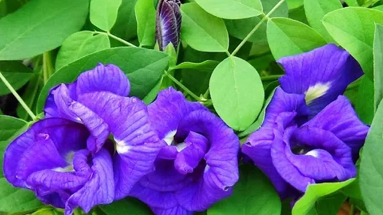 శంఖు పూల మొక్క : ఇంట్లో శంఖు పూల మొక్క ఉండటం చాలా శుభ ప్రదం. ఇది మానసిక ప్రశాంతిని పెంచడమే కాకుండా, ఆర్థిక ఎదుగుదలకు చాలా ఉపయోగపడుతుందంట. ఇది ఇంటిలో సానుకూల శక్తిని పెంచుతుంది. అలాగే ఇంటికి అదృష్టాన్ని తీసుకొస్తుందంట. అందుకే తప్పకుండా ఈ మొక్కను ఇంటిలో పెంచుకోవాలంట.