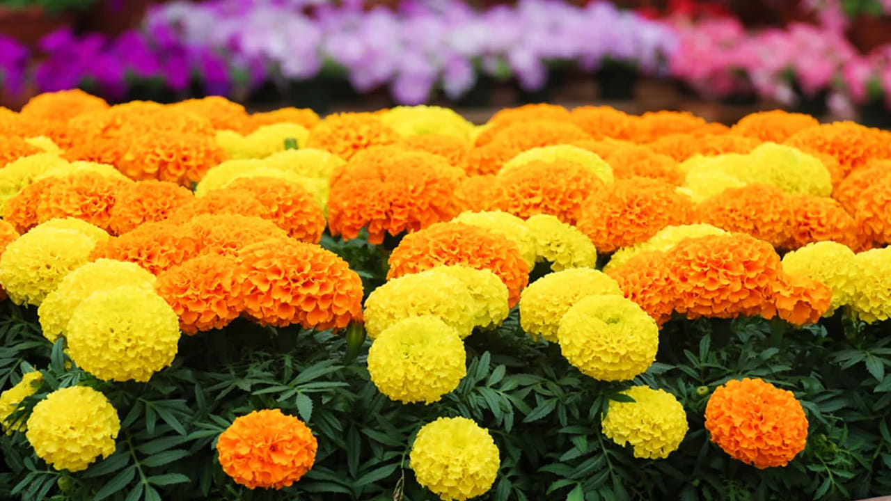 బంతి పూల మొక్కలు : బంతి పూల మొక్కలు ఇంటిలో ఉండటం చాలా మంచిది. ఇవి ప్రతికూల శక్తిని తరిమి కొట్టి, సానుకూల శక్తిని పెంచతాయి. అంతేకాకుండా బంతి పూల మొక్కలు ఇంటిలో ఉండటం వలన ఆర్థికంగా, అదృష్టపరంగా కలిసి వస్తుంది.