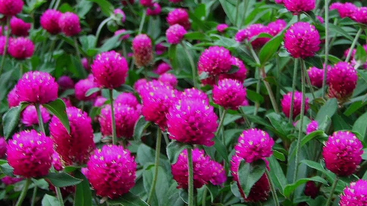 వడమల్లి పూలు : వడమల్లి పూలు చూడటానికి చాలా అందంగా ఉంటాయి. అంతే కాకుండా ఇవి ఇంటిలో నాటుకోవడం వలన ఇంటికి అందం రావడమే కాకుండా అదృష్టం కలిసి వస్తుందంట. ఇవి ఇంటిలో పెంచుకోవడం వలన ఆర్థిక పరిస్థితి మెరుగు పడుతుంది. అంతే కాకుండా కుటుంబంలో ఆనందకర వాతావరణం చోటు చేసుకుంటుంది. ఇక ఈ మొక్క పూలు ఇంటికి శాశ్వత శ్రేయస్సు తీసుకురావడమే కాకుండా, దుష్టశక్తులను కూడా తరిమికొడతాయంట.