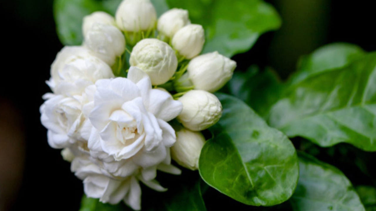 మల్లెపూలు : మల్లెపూల ఇంటికి అదృష్టాన్ని తీసుకొస్తాయంట. వీటి వాసన చాలా అద్భుతంగా ఉంటుంది. ఇది మానసిక ప్రశాంతతను పెంచడమే కాకుండా, సంపద, శ్రేయస్సును పెంచుతుందంట. అందుకే చాలా మంది ఈ మొక్కలను తమ ఇంటిలో నాటుకుంటారు.