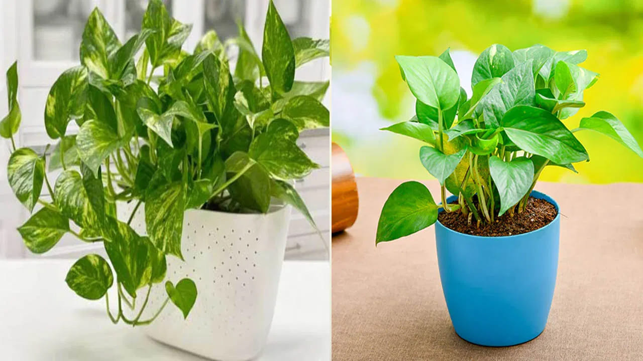 Money Plant: మనీ ప్లాంట్ విషయంలో ఈ ఒక్క తప్పు చేస్తే దరిద్రం దశావతారం ఆడుతుంది..