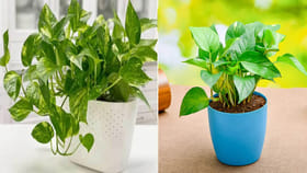 మనీ ప్లాంట్ విషయంలో ఈ ఒక్క తప్పు చేస్తే దరిద్రం దశావతారం ఆడుతుంది