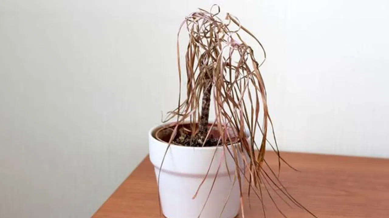 ఈ విధంగా వాస్తు ప్రకారం చెట్లు, మొక్కలను సరిగ్గా చూసుకోవడం మాత్రమే కాదు, వాటి స్థానం, దిశ కూడా గణనీయమైన ఫలితాలను ఇస్తాయి. 

(Disclaimer: ఈ వార్తలోని సమాచారం వాస్తు శాస్త్రం, మత సంబంధమైన అంశాలపై ఆధారపడి ఉంది. పాఠకుల ఆసక్తి మేరకు అందించడం జరిగింది. దీనిని టీవీ9 తెలుగు ధృవీకరించదు.)
