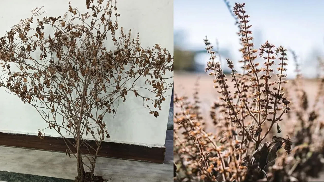 
ముఖ్యమైన మొక్కలు, వాటి ప్రాముఖ్యత.. 

1. తులసి: 
తులసి మొక్కను ఇంట్లో ఉంచడం చాలా శుభప్రదమైన పని. ఇది విష్ణుమూర్తికి అత్యంత ప్రియమైనది, అందుకే దీన్ని పూజిస్తారు. అయితే, తులసి ఎండిపోతే, అది ఆర్థిక నష్టానికి, శాంతి లోపానికి సంకేతం కావచ్చు. క్రమం తప్పకుండా నీరు, శ్రద్ధతో చూసుకోకుండా ఉంటే.. సమస్యలు పెరుగుతాయి. ఎండిపోయిన తులసి కనిపిస్తే, వెంటనే కొత్తది నాటడం మంచిది.
