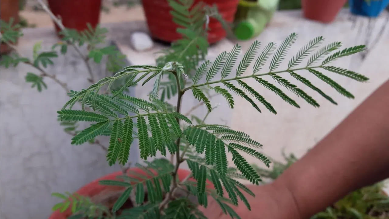 
3. శమీ మొక్క:  

శమీ మొక్క పవిత్రమైనది. దీనికి శివుడు, శని దేవునితో సంబంధం ఉంది. ఇంటి ప్రధాన ద్వారం దగ్గర శమీ మొక్క నాటితే ప్రతికూల శక్తులు తొలగిపోతాయి, కుటుంబంలో సంతోషం, సామరస్యం కొనసాగుతుంది. శమీ మొక్క వాడిపోతే, అది ప్రతికూల ఫలితాలకు దారితీయవచ్చు.
