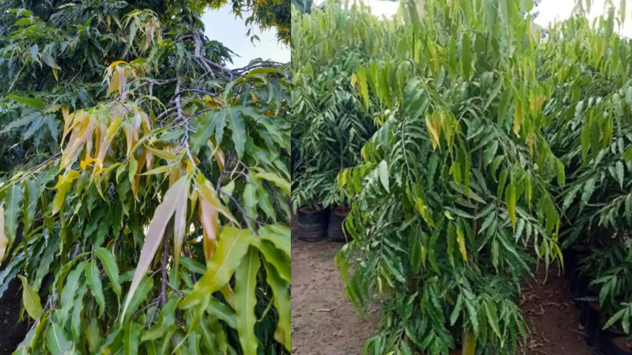 
4. అశోక: 
అశోక వృక్షం సానుకూల శక్తిని వ్యాపింపజేసే మొక్కగా పరిగణించబడుతుంది. ఇంట్లో ఆవరణలో దీన్ని నాటడం శాంతి, సామరస్యం, ఆనందం కోసం మంచిది. అయితే, అశోక వృక్షం ఎండిపోతే, ఇంటి శాంతి, సామరస్యానికి భంగం కలుగుతుంది. అలాంటి సందర్భంలో, వెంటనే కొత్త చెట్టు నాటడం అవసరం.
