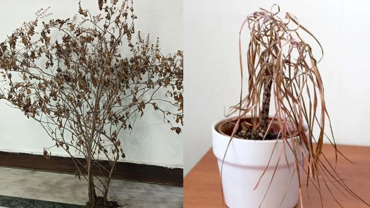 హిందూ మతంలో వాస్తు శాస్త్రానికి ప్రత్యేక ప్రాధాన్యత ఉంది. వాస్తు వస్తువల అమరికతోపాటు అనేక సమస్యలకు పరిష్కారం చూపిస్తుంది. వాస్తు శాస్త్రంలో చెట్లు, మొక్కలు సానుకూల శక్తిని ఇంట్లో ప్రసరింపజేయడంలో ప్రధాన పాత్ర వహిస్తాయి. ఇవి సంపద, ఆనందం, శాంతిని పెంచడంలో సహాయపడతాయి. అయితే, వాస్తు ప్రకారం కొన్ని ముఖ్యమైన నియమాలను పాటించడం చాలా అవసరం. ఈ నియమాలు పాటిస్తే, ఇంట్లో సానుకూల ఫలితాలు గణనీయంగా ఉంటాయి.
