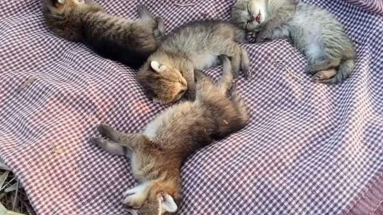 
3. పిల్లి పిల్లలు.. 

మీ ఇంట్లో లేదా పరిసరాల్లో పిల్లి పిల్లలు కనిపించడం కూడా శుభప్రదం. వాస్తు శాస్త్రం ప్రకారం, పిల్లి పిల్లలు లక్ష్మీదేవి అనుగ్రహం, ఆర్థిక సమస్యల పరిష్కారం, సద్భాగ్యానికి సంకేతం.
అలాంటి పిల్లలను ఎప్పుడూ ఇంటి నుంచి బయటికి పంపరాదు, అది శ్రేయస్సు, శుభాన్ని కాపాడుతుంది.
